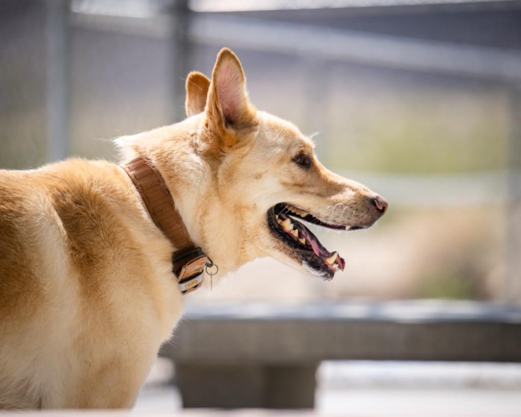 Enlarge Sonny, a Adoptable Shepherd in Twentynine Palms, CA image 2/3