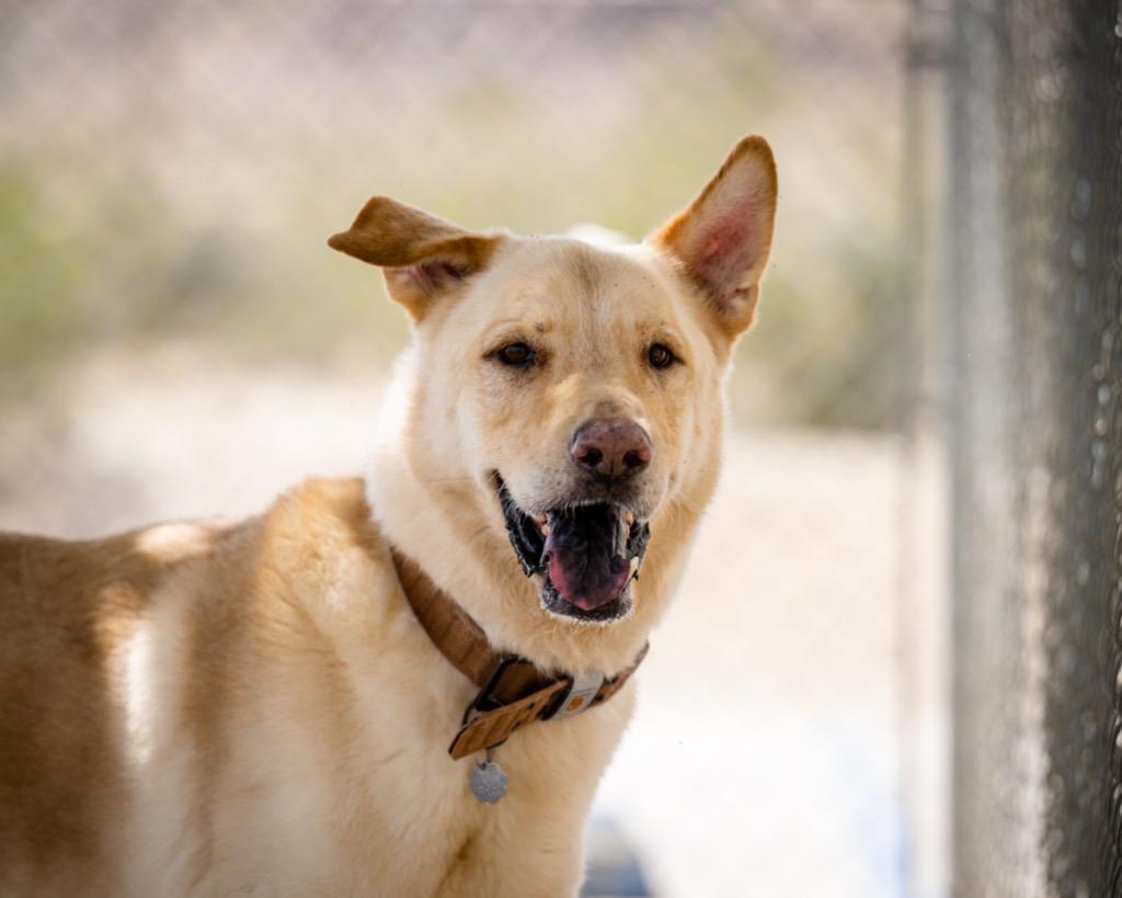 Sonny, a Adoptable Shepherd in Twentynine Palms, CA image 2/3