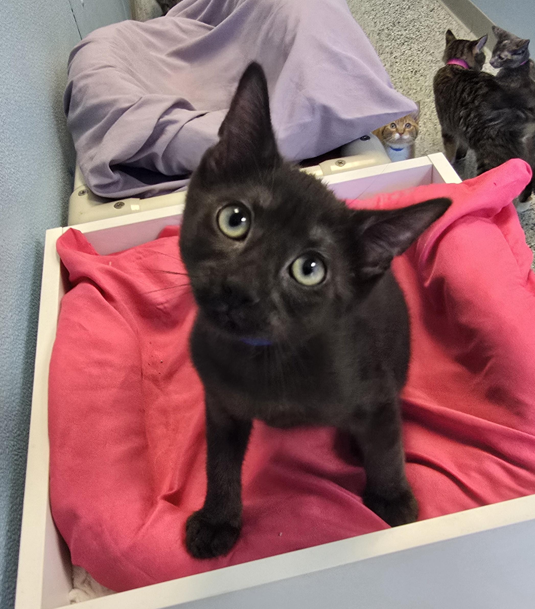 Breeze, Adoptable, Kitten Male Domestic Short Hair.