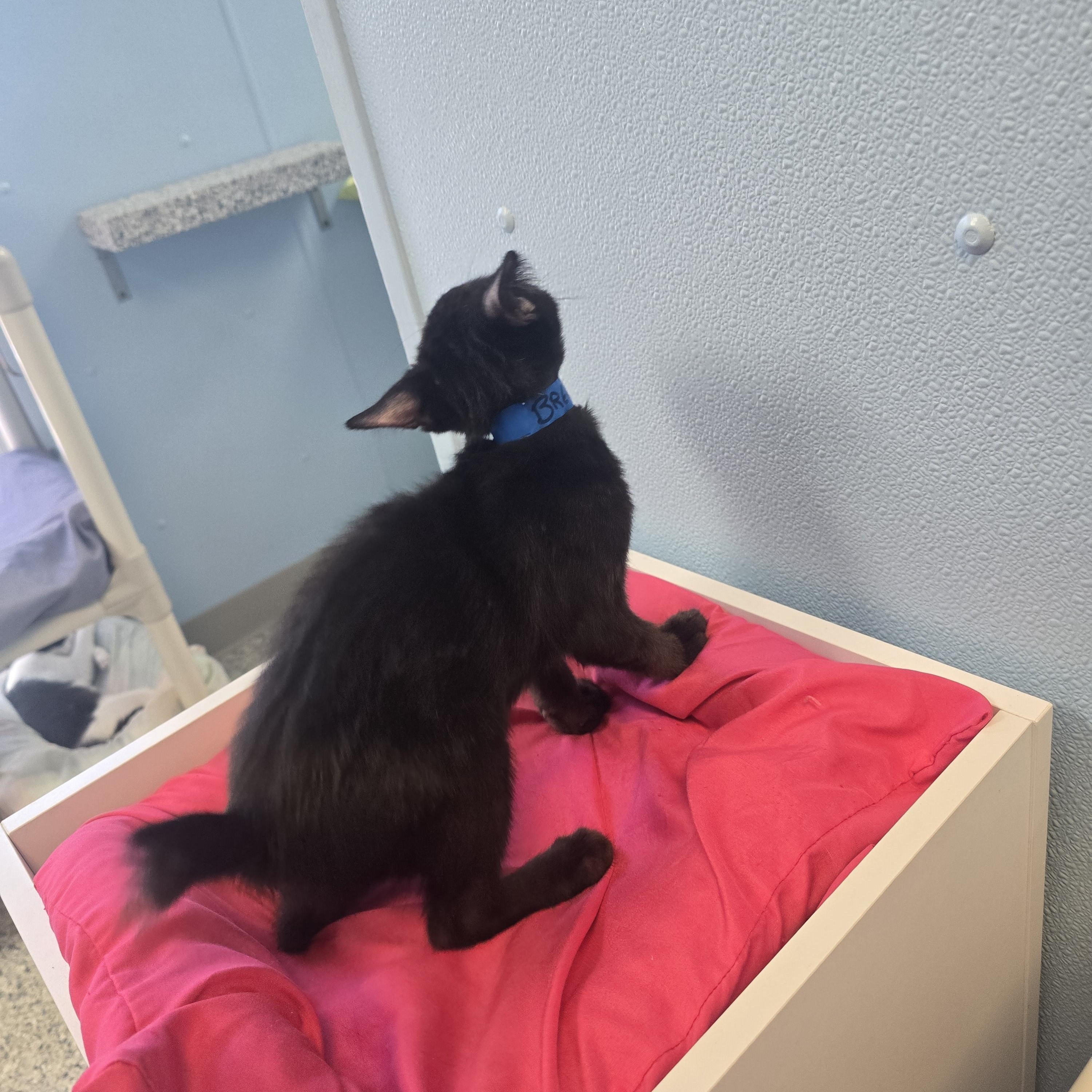 Enlarge Breeze, a Adoptable Domestic Short Hair in Farmington, MO image 2/2