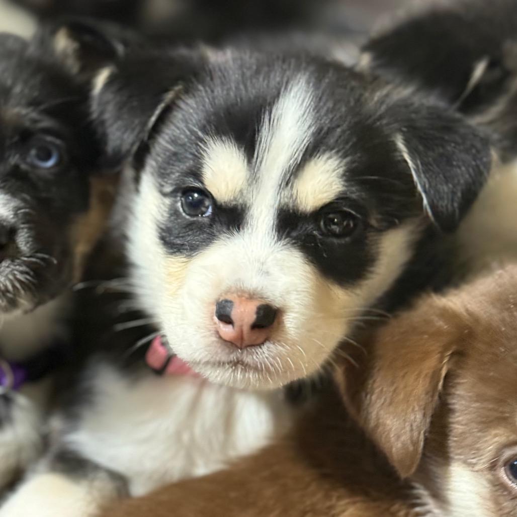 Enlarge Puppy 4, a Adoptable mixed breed in Bellingham, WA image 1/1