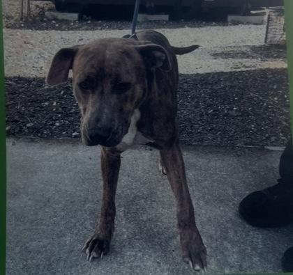 Gretchen - 1, Adoptable, Young Female Pit Bull Terrier & Mixed Breed.