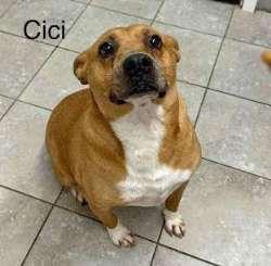 Enlarge Cici, an adopted mixed breed in Sudbury, MA image 4/6