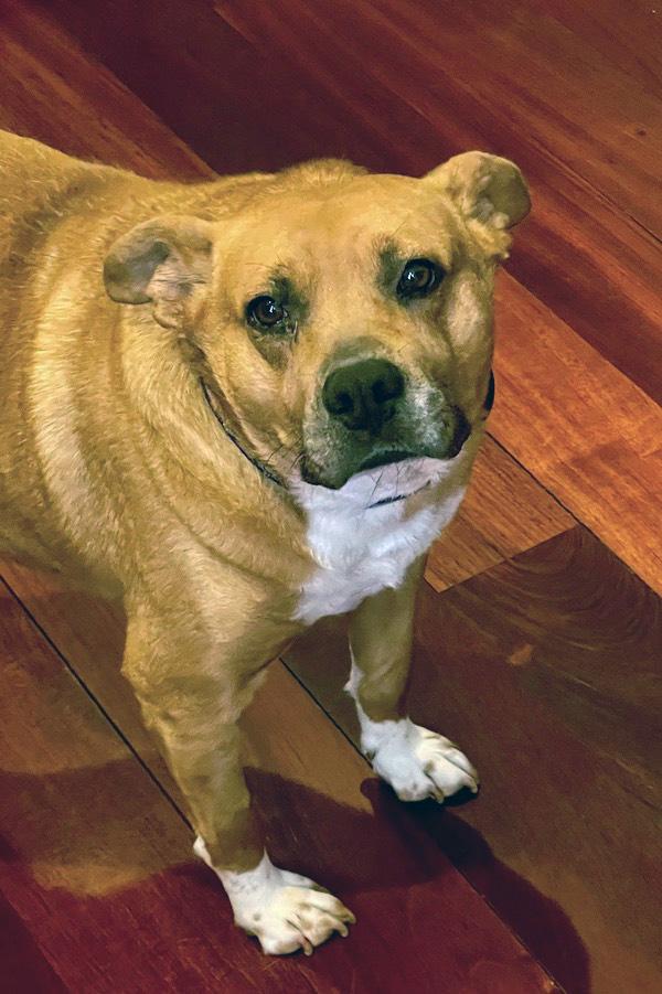 Enlarge Cici, an adopted mixed breed in Sudbury, MA image 2/6