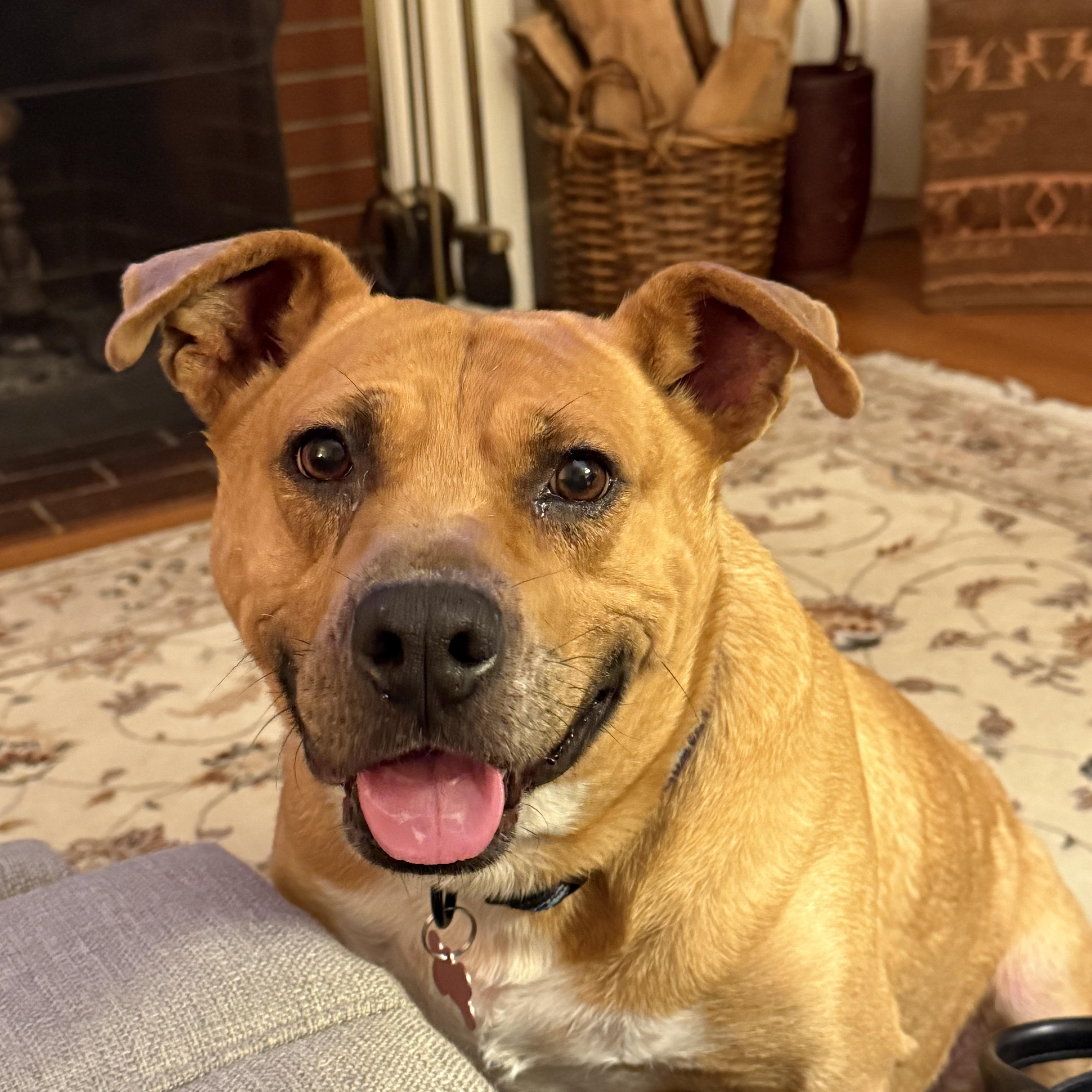 Enlarge Cici, an adopted mixed breed in Sudbury, MA image 1/6