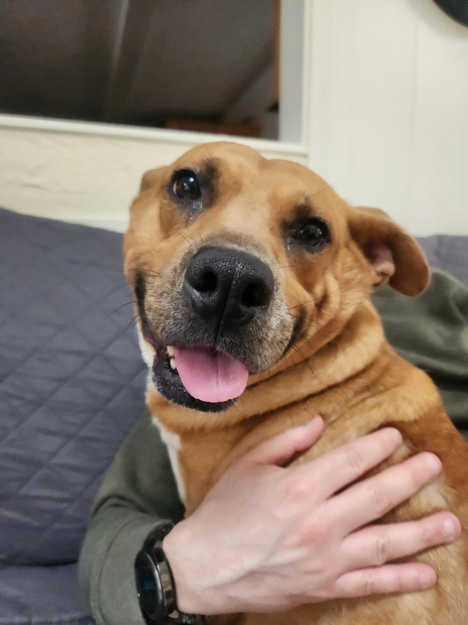 Enlarge Cici, an adopted mixed breed in Sudbury, MA image 6/6