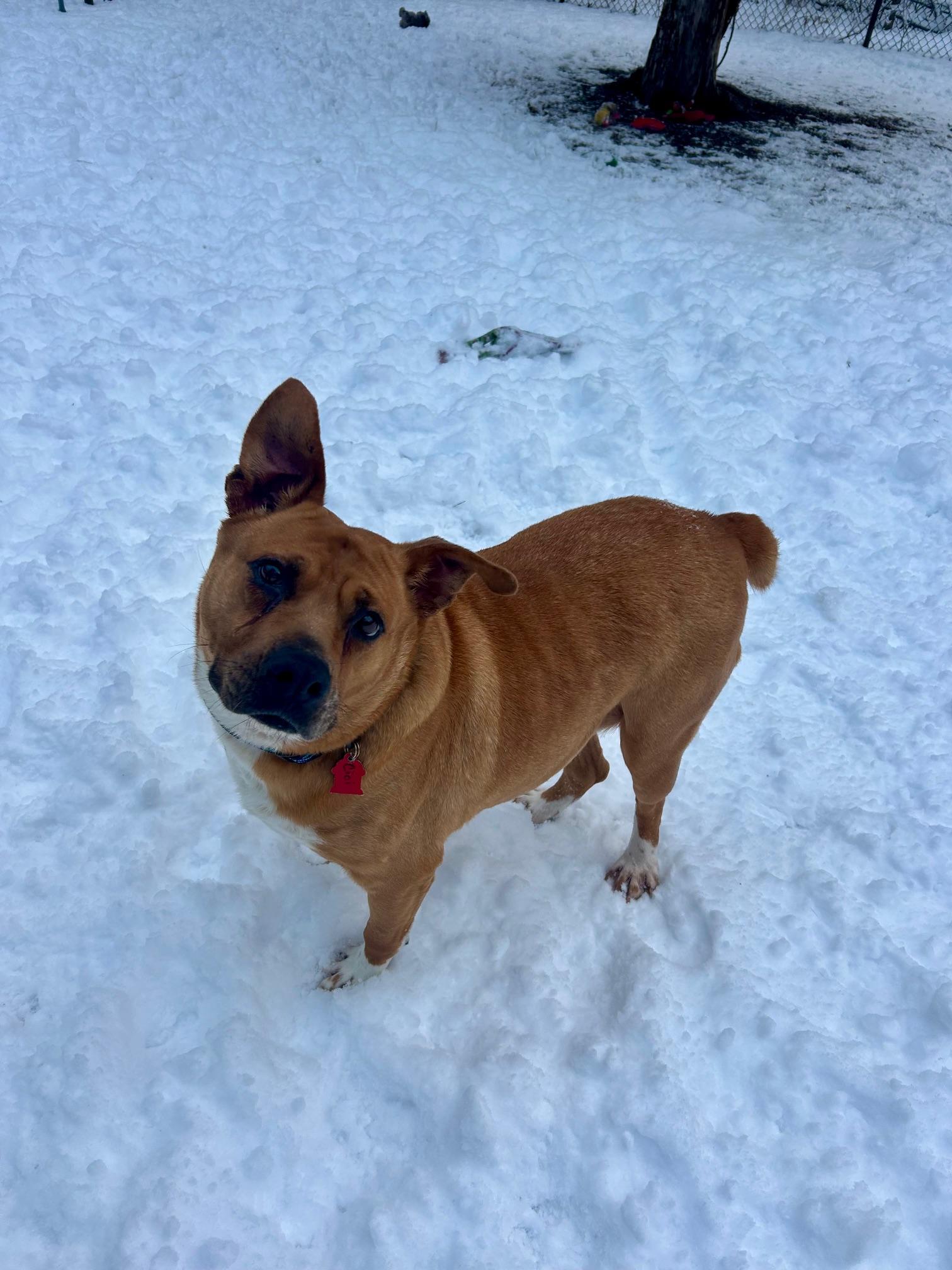 Enlarge Cici, an adopted mixed breed in Sudbury, MA image 3/6