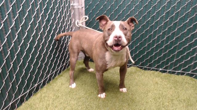 Enlarge BIGGIE, a Adoptable Pit Bull Terrier in Downey, CA image 1/1