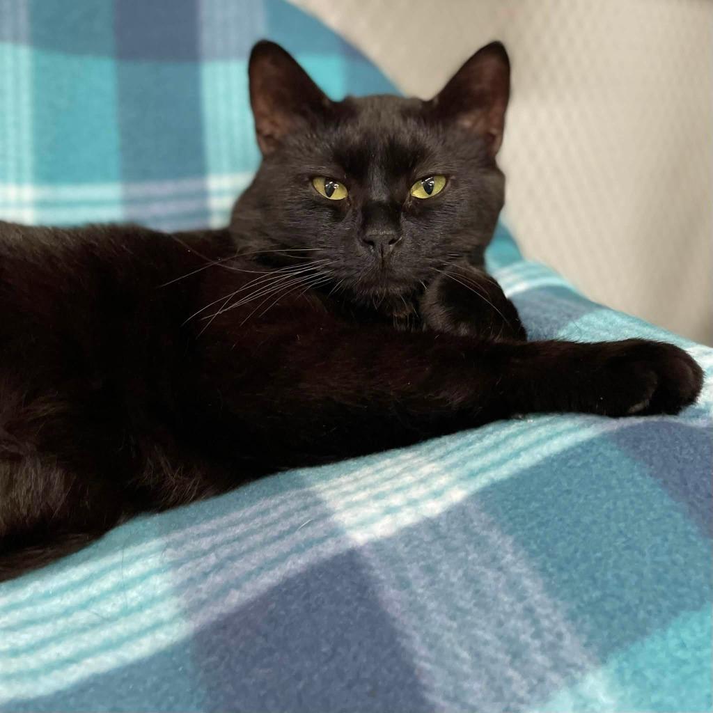 Labubu, Adoptable, Adult Male Domestic Short Hair.