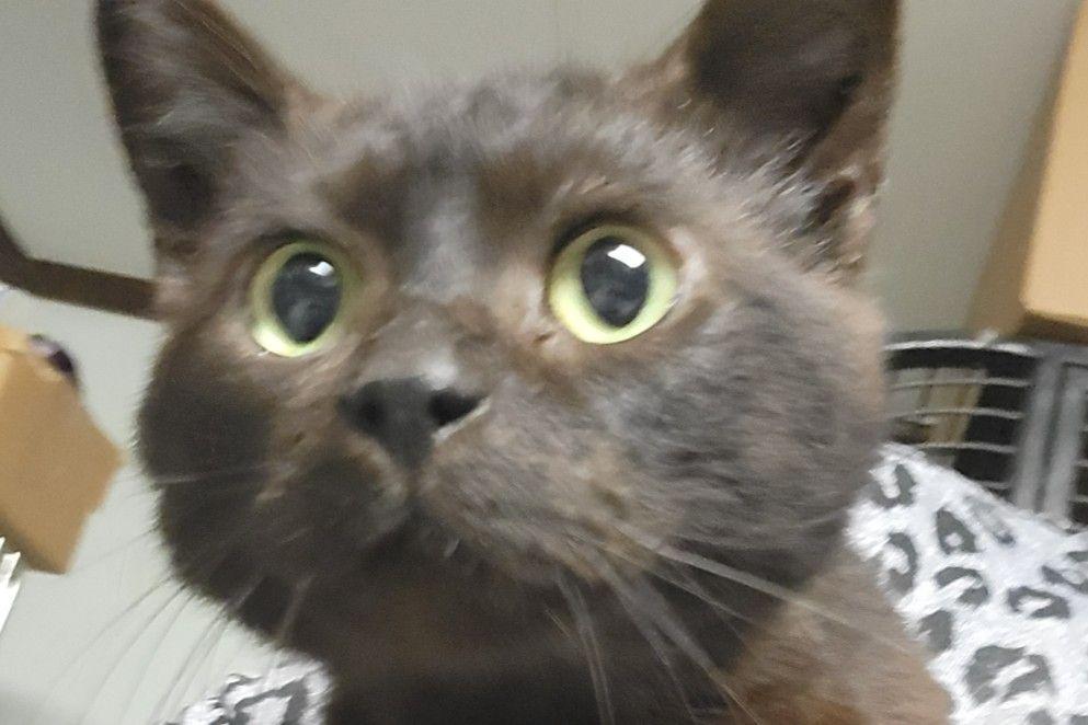 Labubu, Adoptable, Adult Male Domestic Short Hair.