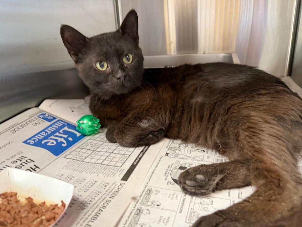 Enlarge Labubu, a Adoptable mixed breed in Waverly, NY image 2/6