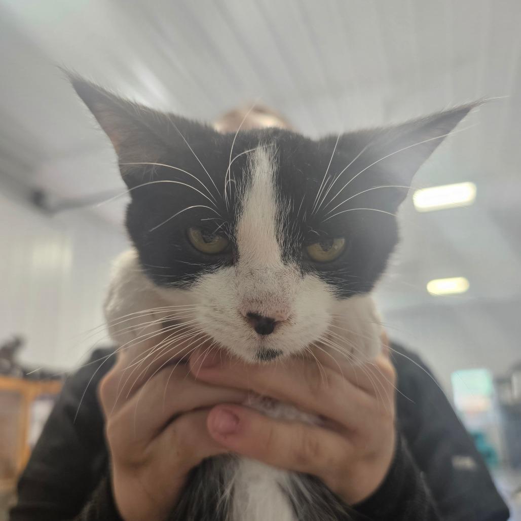 Enlarge Sprinkles, a Adoptable Domestic Short Hair in Corydon, IN image 1/1