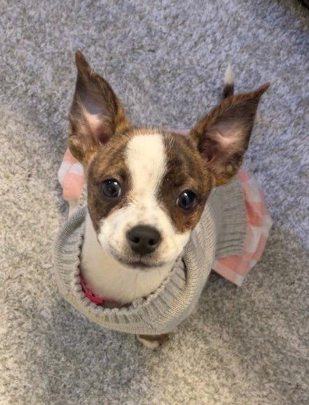 **DAWN**, Adoptable, Puppy Female Boston Terrier.