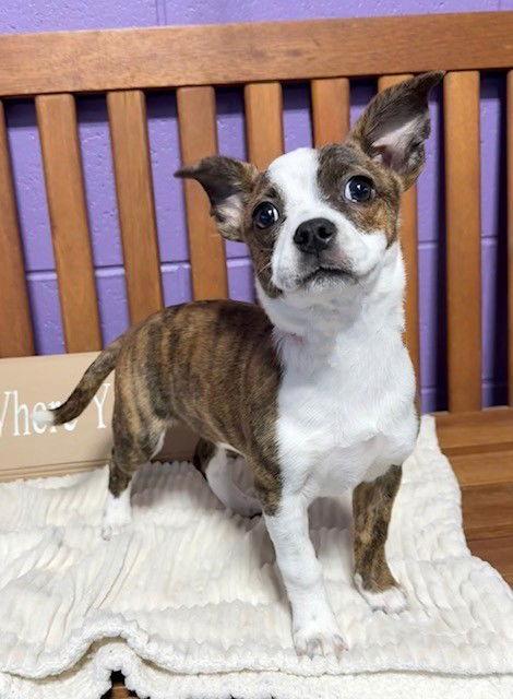 Enlarge **DAWN**, a Adoptable Boston Terrier in North Prairie, WI image 2/3