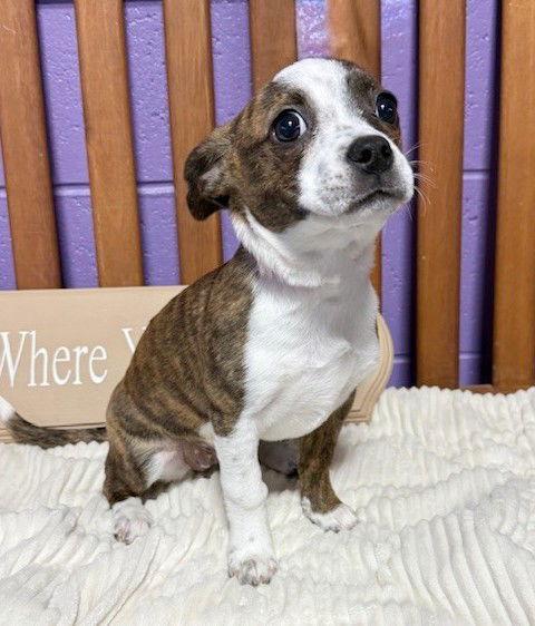 Enlarge **DAWN**, a Adoptable Boston Terrier in North Prairie, WI image 3/3