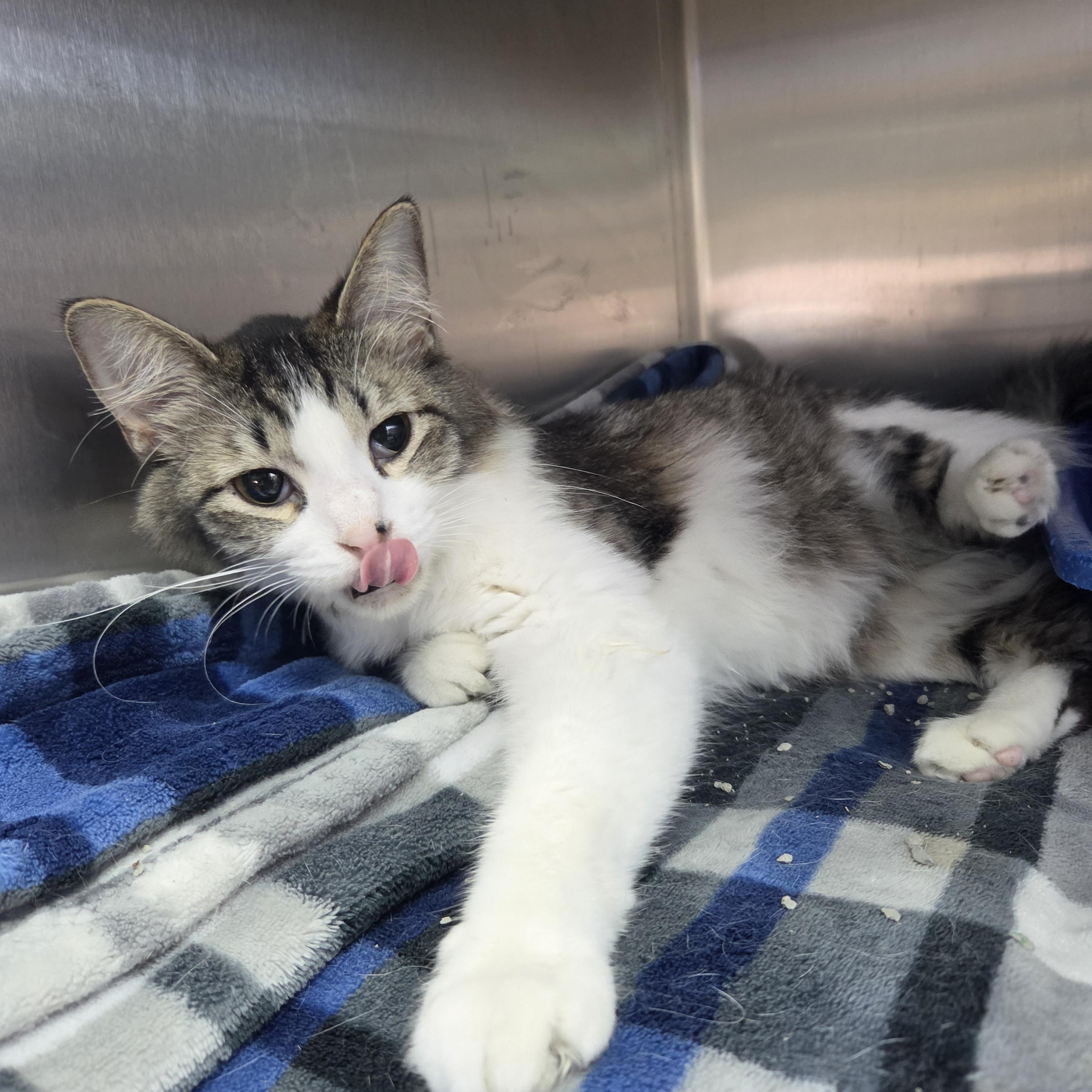 Velcro, ADOPTABLE, Adult Female Domestic Medium Hair.