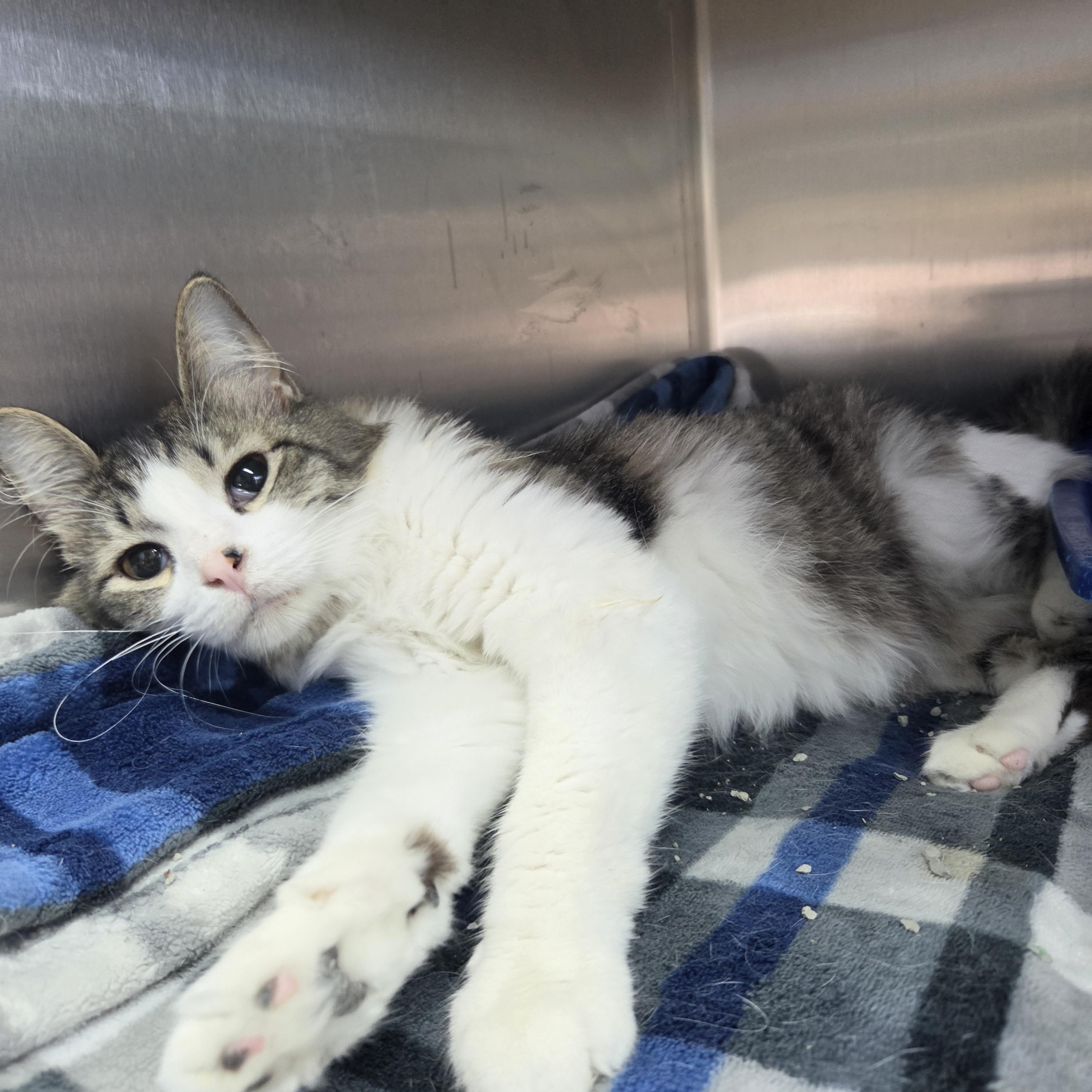 Enlarge Velcro, a ADOPTABLE Domestic Medium Hair in Brookings, SD image 3/3