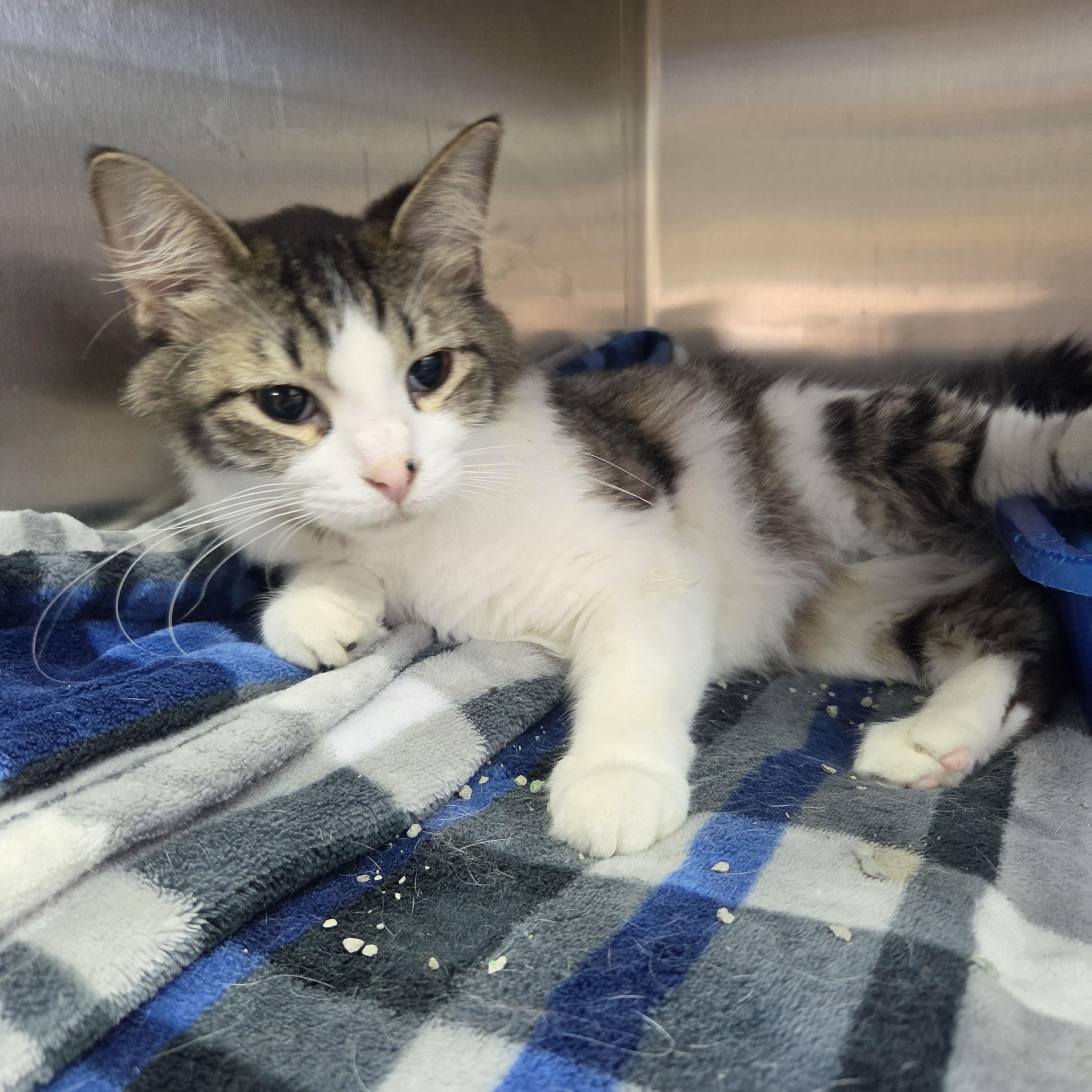 Enlarge Velcro, a ADOPTABLE Domestic Medium Hair in Brookings, SD image 2/3