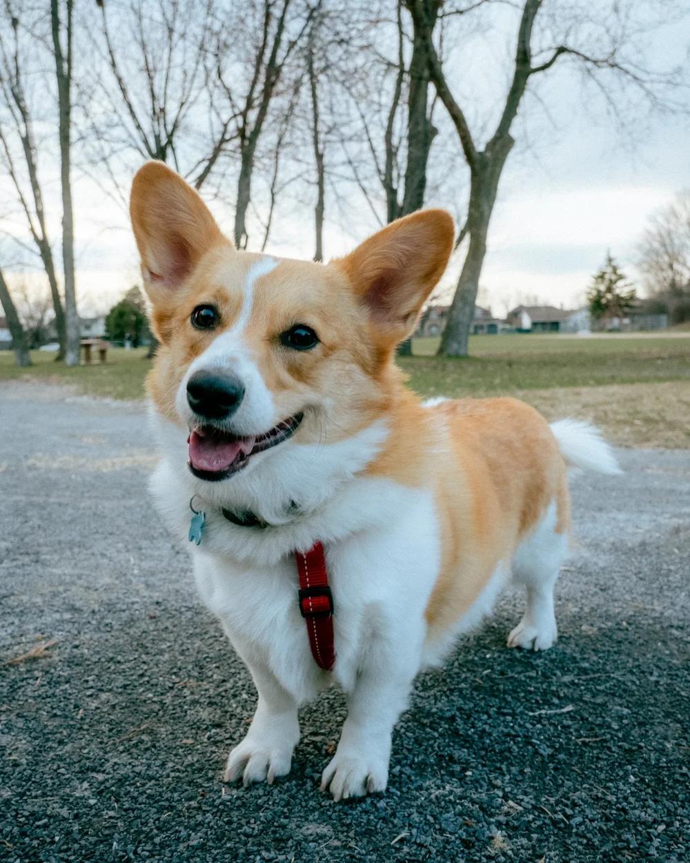 Albert, adopted, Adult Male Corgi.