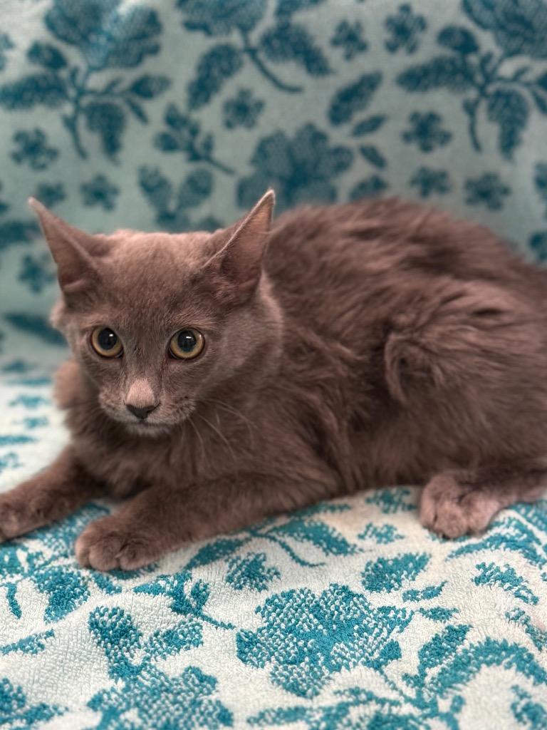 Butternut Crunch, Adoptable, Young Female Domestic Long Hair.