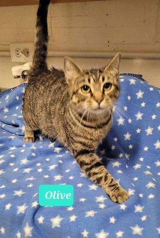 Olive, a Adoptable mixed breed in Richmond, IN image 3/4