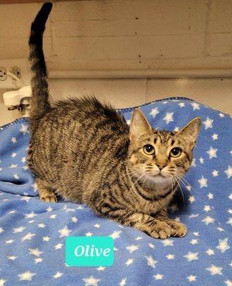 Olive, Adoptable, Adult Female Domestic Short Hair.