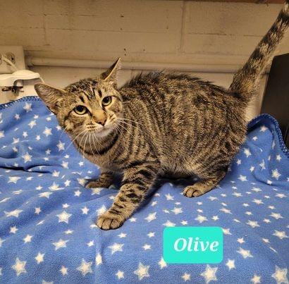Enlarge Olive, a Adoptable mixed breed in Richmond, IN image 2/4