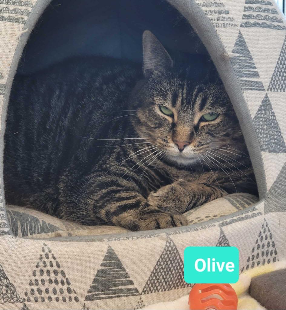 Enlarge Olive, a Adoptable mixed breed in Richmond, IN image 3/4