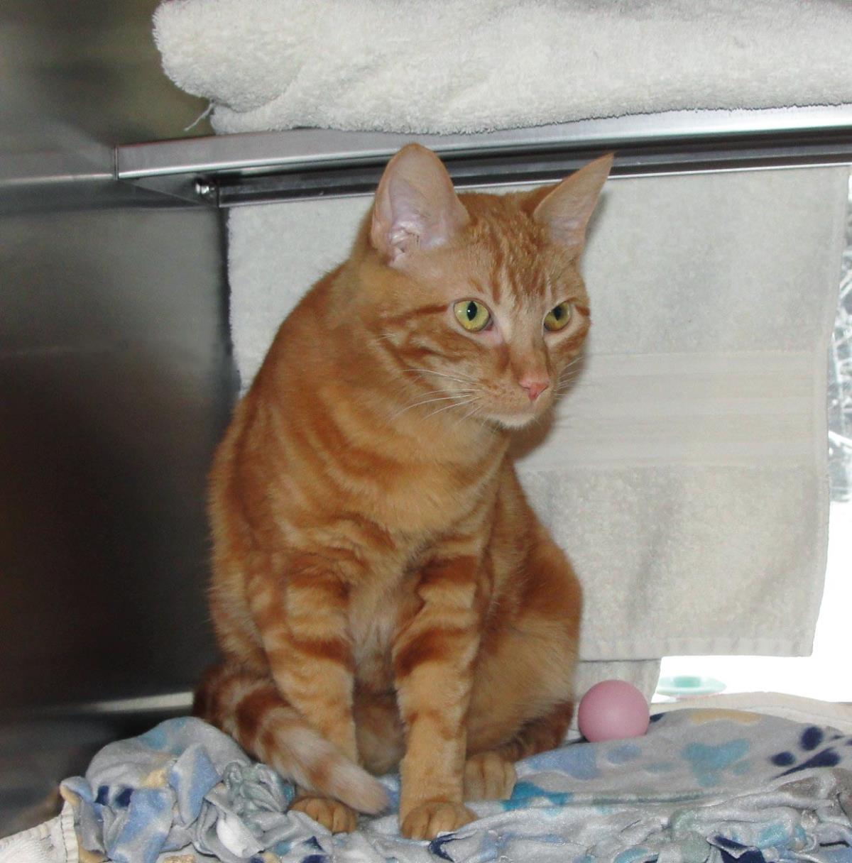 Mandrake, Adoptable, Adult Male Domestic Short Hair.