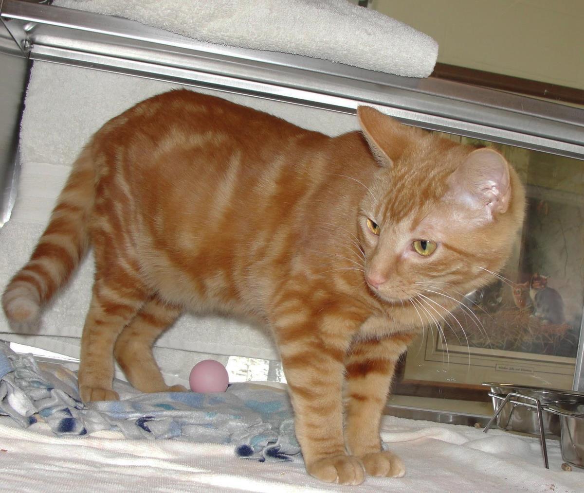 Enlarge Mandrake, a Adoptable Domestic Short Hair in Plover, WI image 2/3