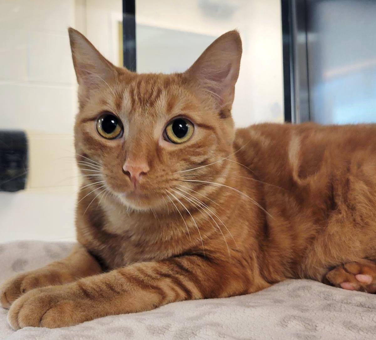 Enlarge Mandrake, a Adoptable Domestic Short Hair in Plover, WI image 3/3