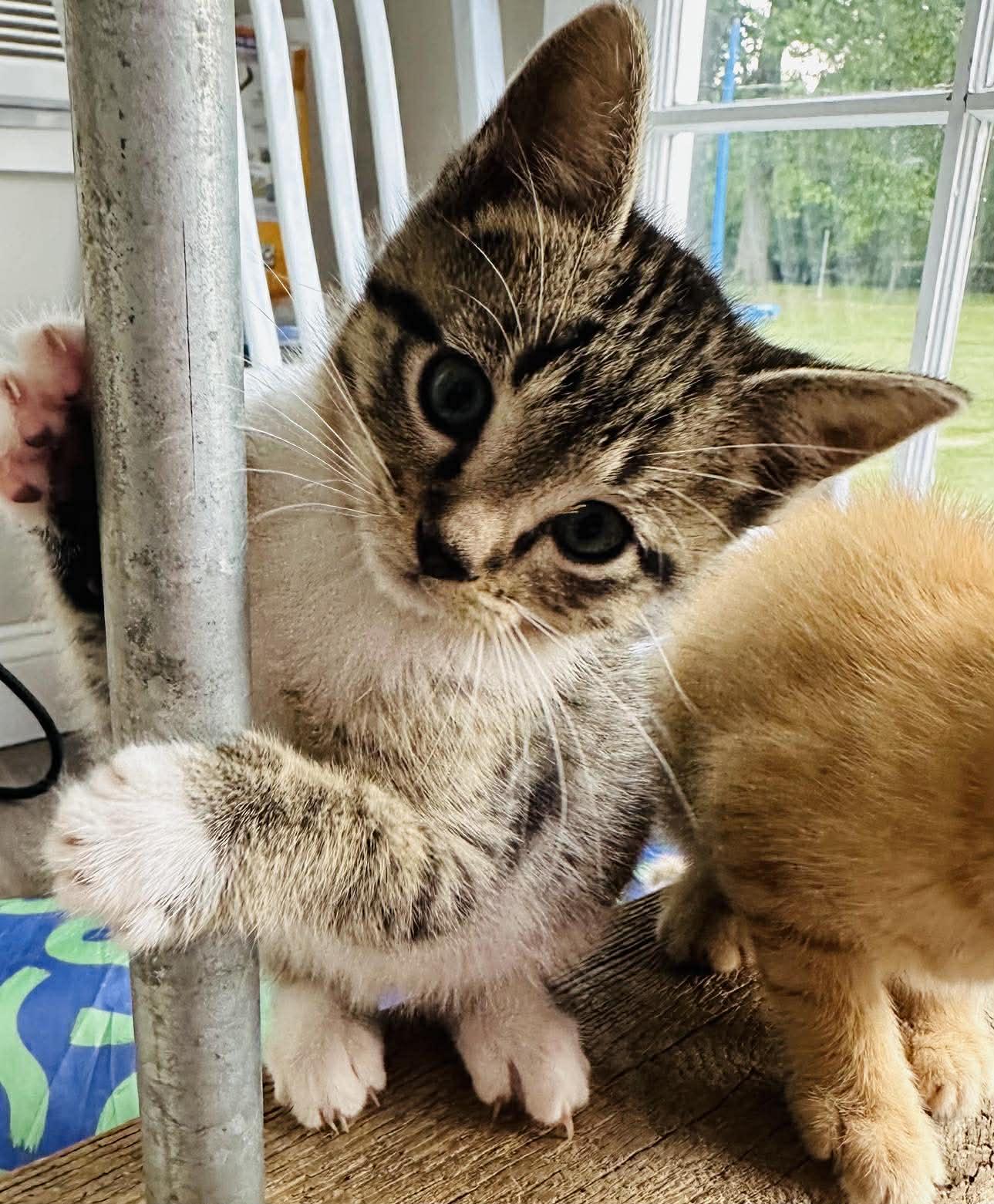 Enlarge Felix, an adopted Domestic Short Hair in Fort Payne, AL image 1/1