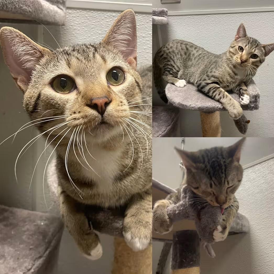 Winston, ADOPTABLE, Adult Male Domestic Short Hair.