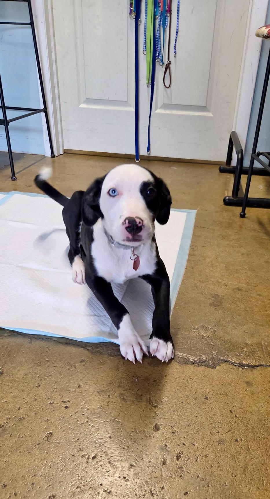Lovett - male L puppy, an adopted mixed breed in Cincinnati, OH image 4/6