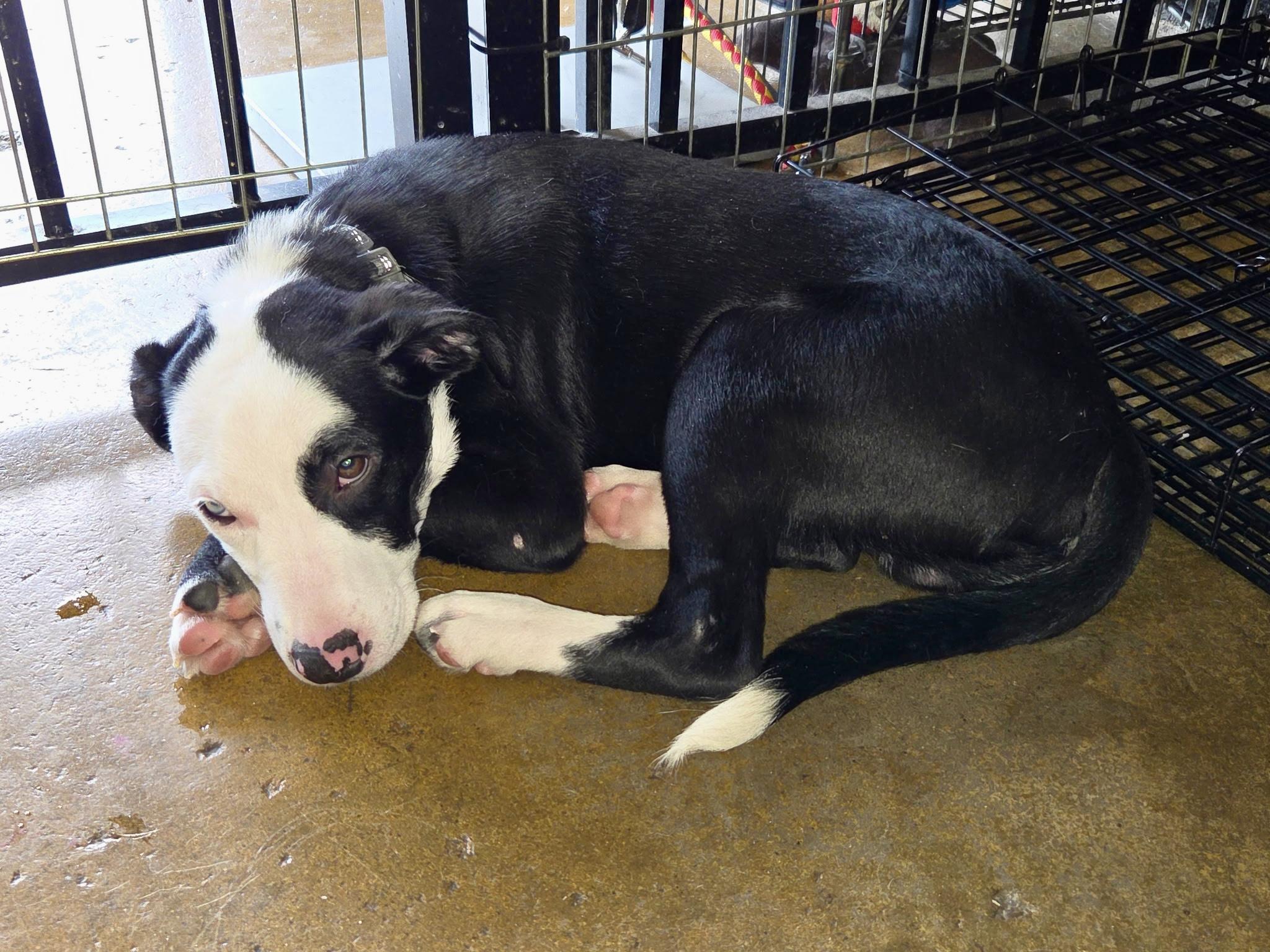 Lovett - male L puppy, an adopted mixed breed in Cincinnati, OH image 3/6
