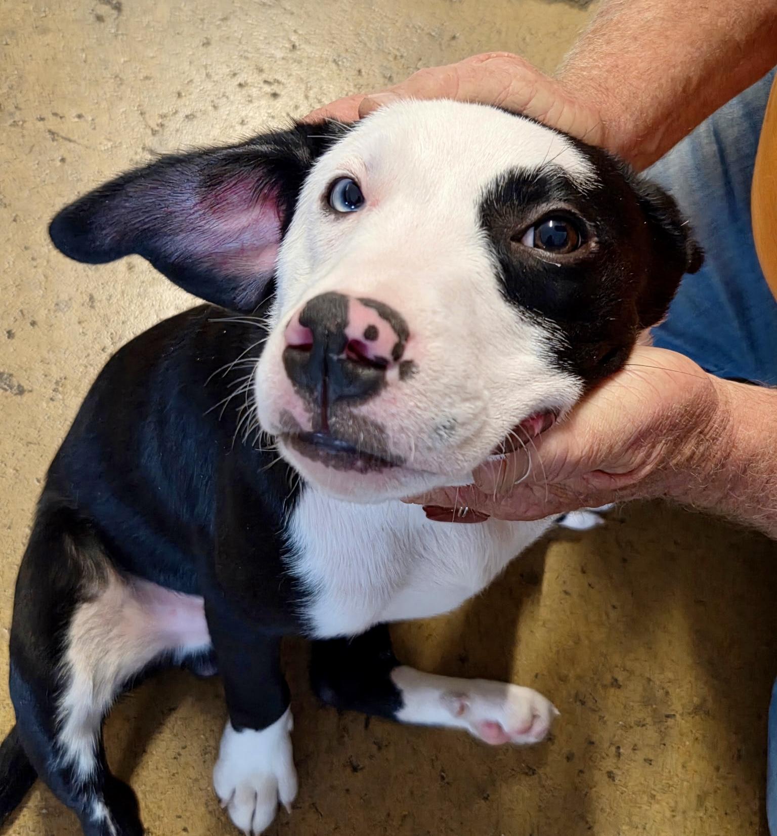 Lovett - male L puppy, adopted, Young Male Australian Shepherd.