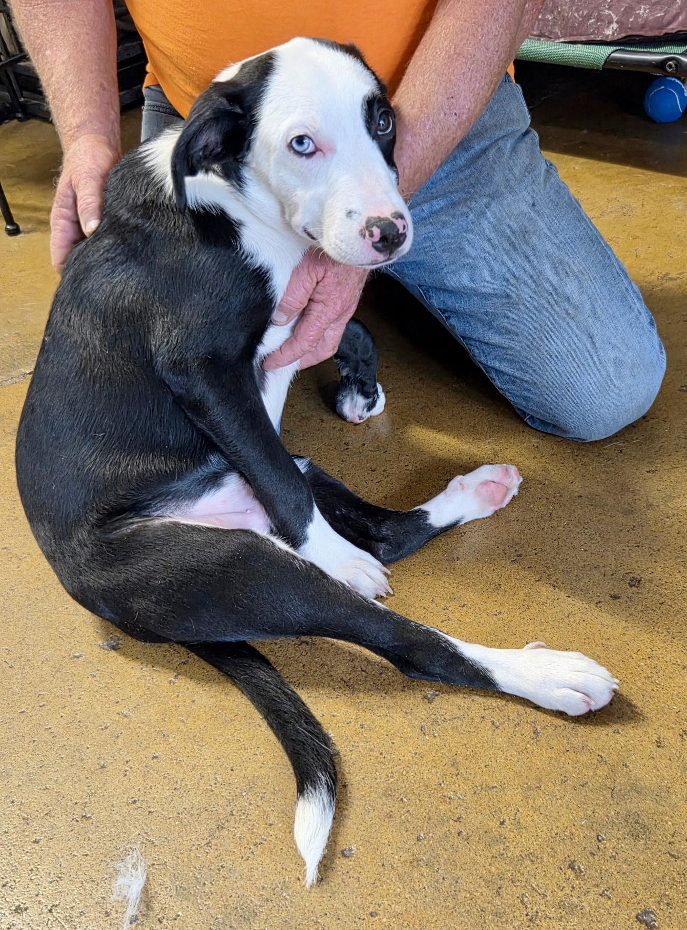 Lovett - male L puppy, an adopted mixed breed in Cincinnati, OH image 6/6