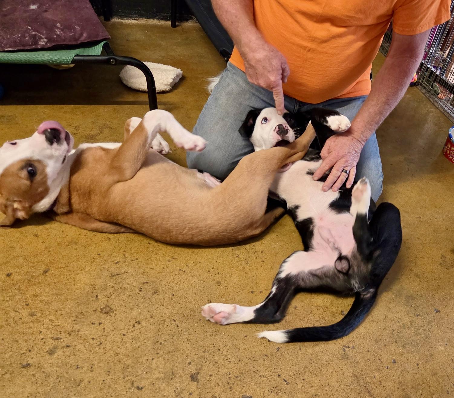 Lovett - male L puppy, an adopted mixed breed in Cincinnati, OH image 5/6