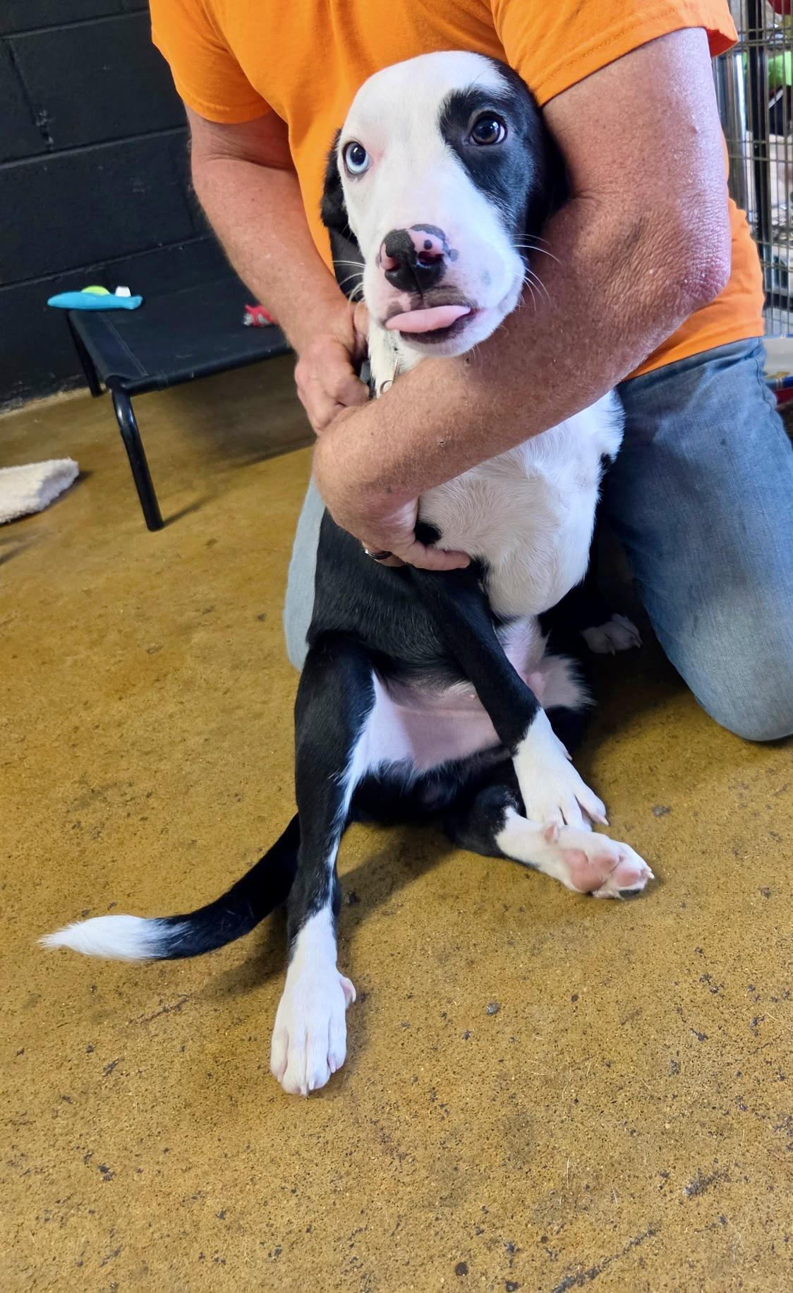 Lovett - male L puppy, an adopted mixed breed in Cincinnati, OH image 2/6