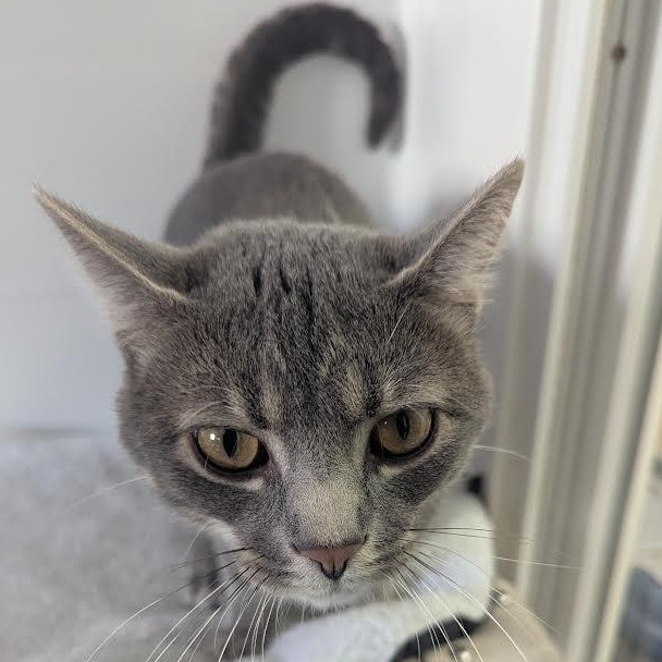 Enlarge Boose, a Adoptable American Shorthair in Blue Earth, MN image 1/2