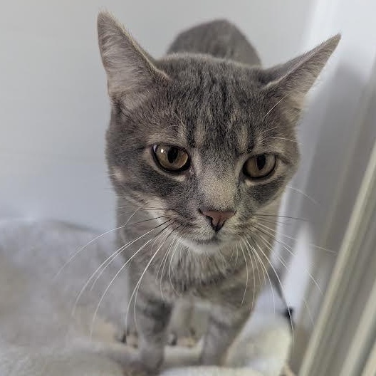 Enlarge Boose, a Adoptable American Shorthair in Blue Earth, MN image 2/2