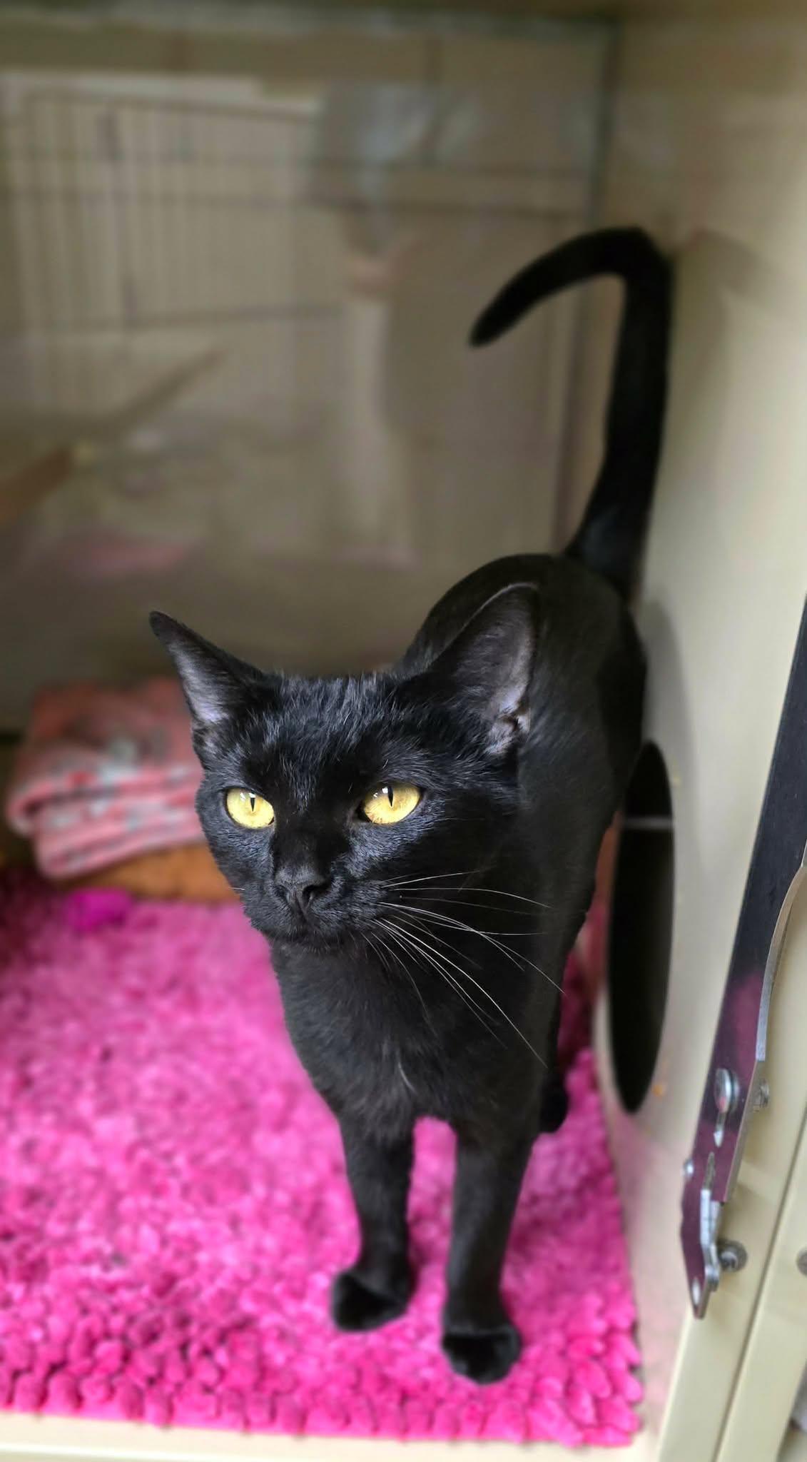 Enlarge Pixie, a Adopted Domestic Short Hair in New Castle, PA image 5/6