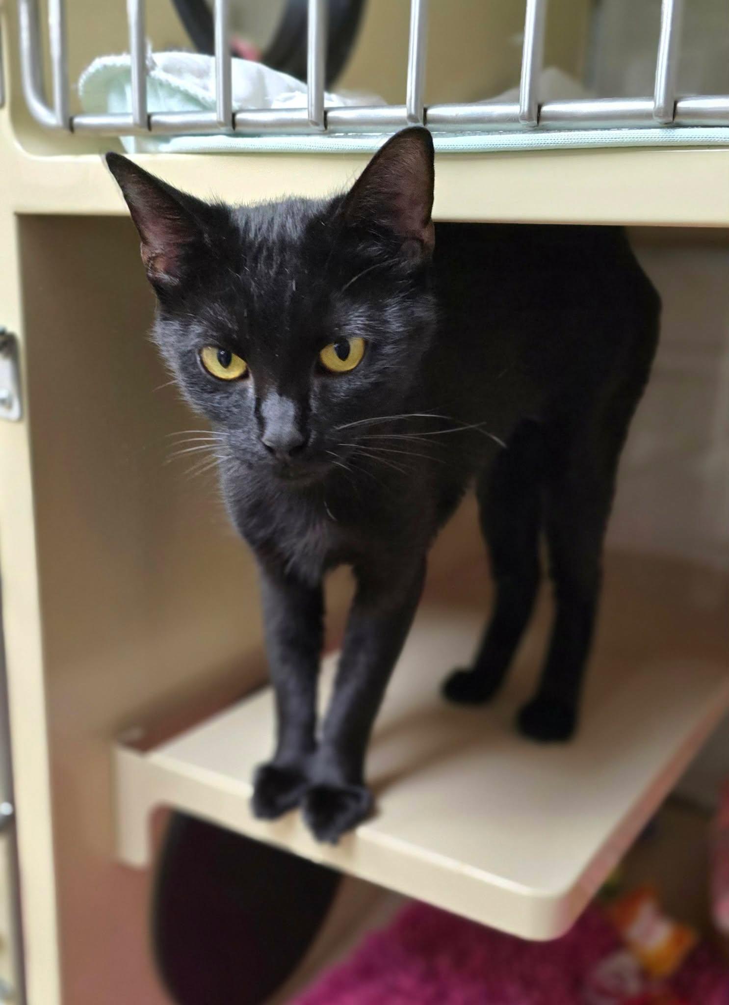 Enlarge Pixie, a Adopted Domestic Short Hair in New Castle, PA image 6/6