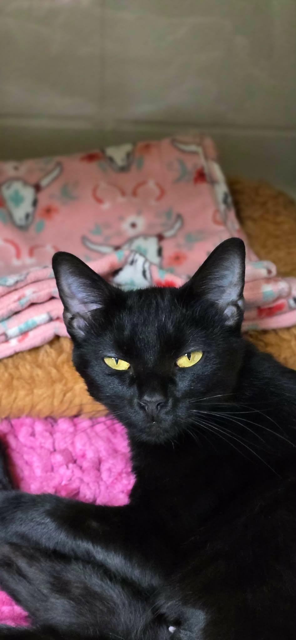Enlarge Pixie, a Adopted Domestic Short Hair in New Castle, PA image 3/6