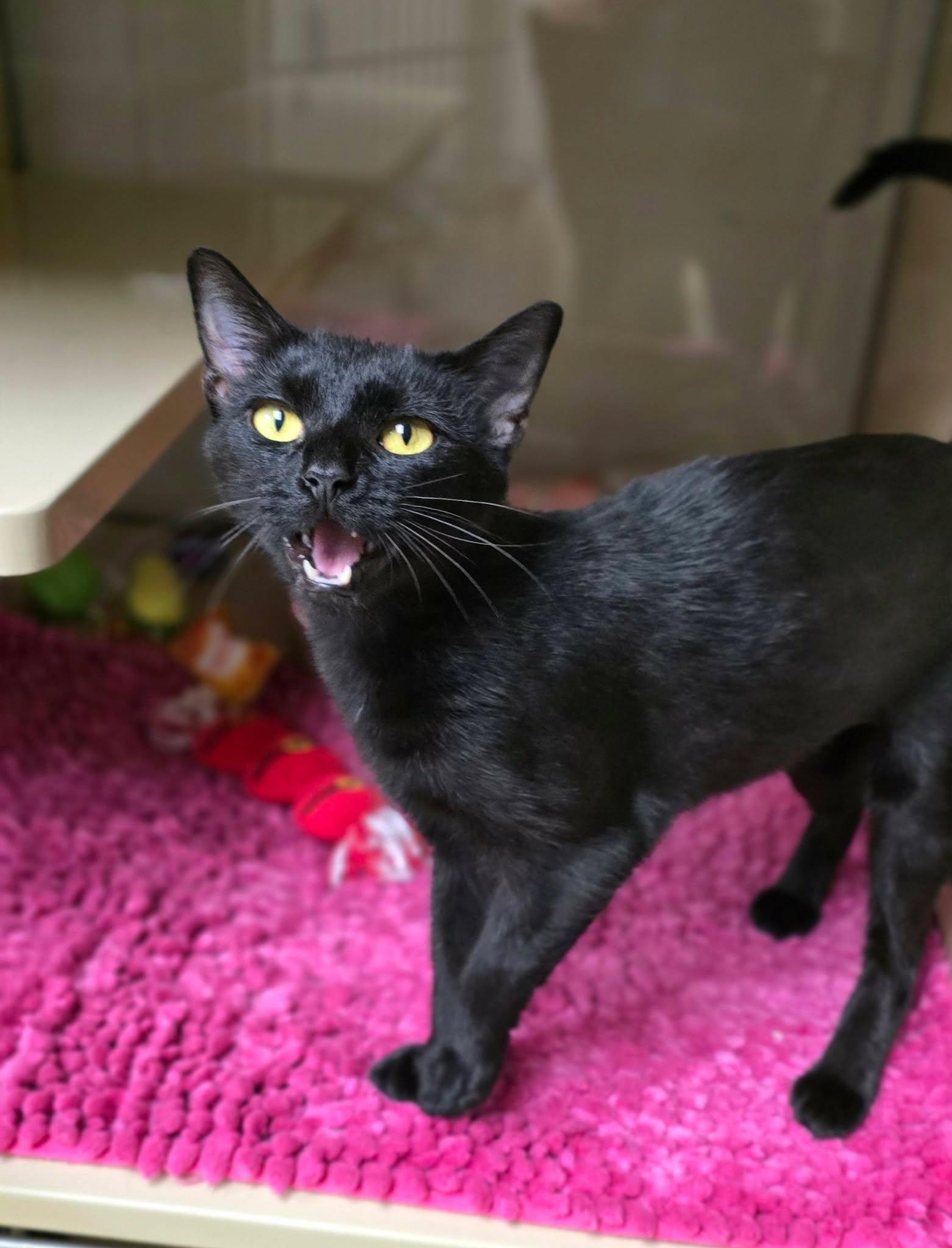 Enlarge Pixie, a Adopted Domestic Short Hair in New Castle, PA image 4/6
