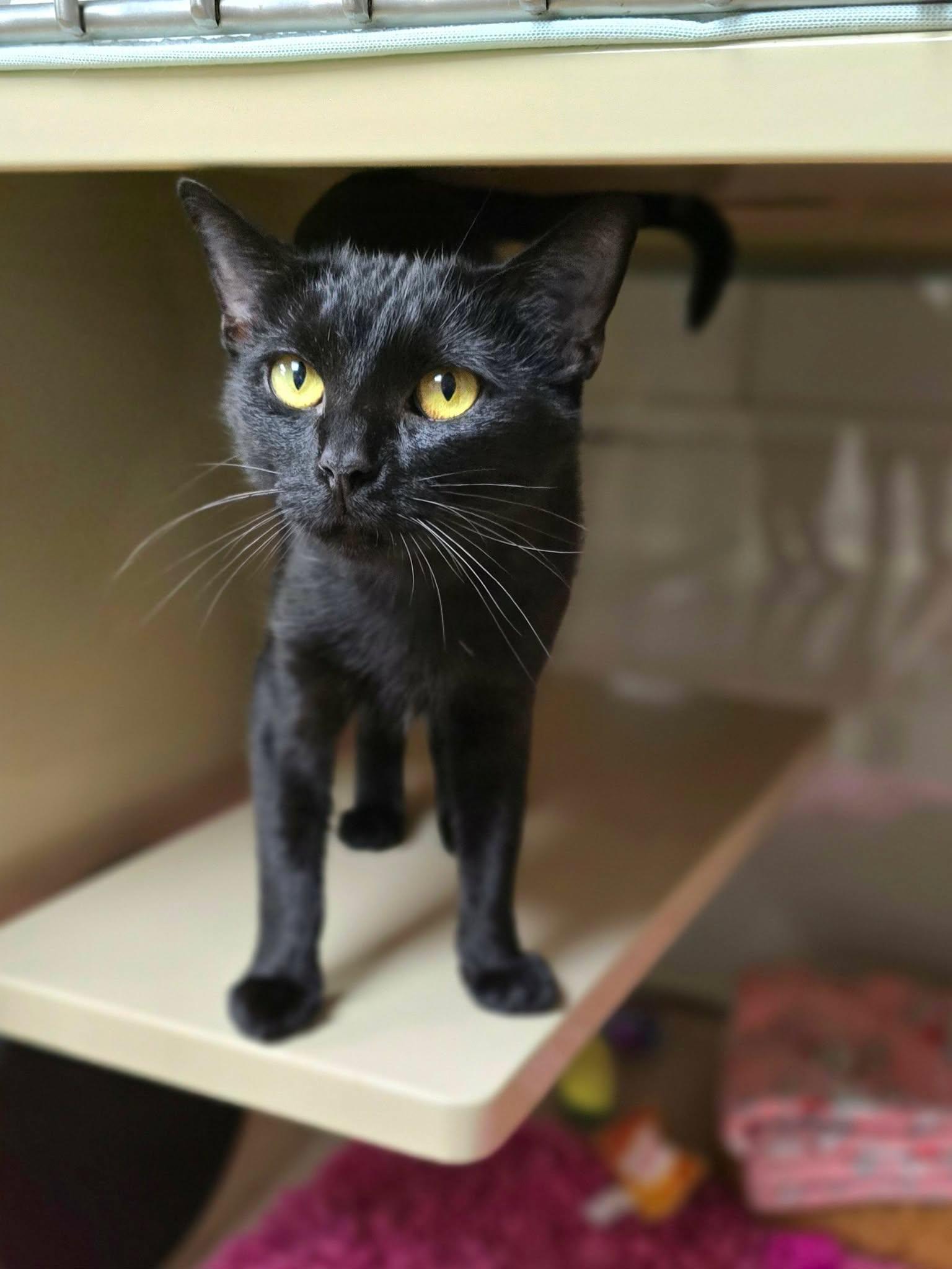Enlarge Pixie, a Adopted Domestic Short Hair in New Castle, PA image 2/6
