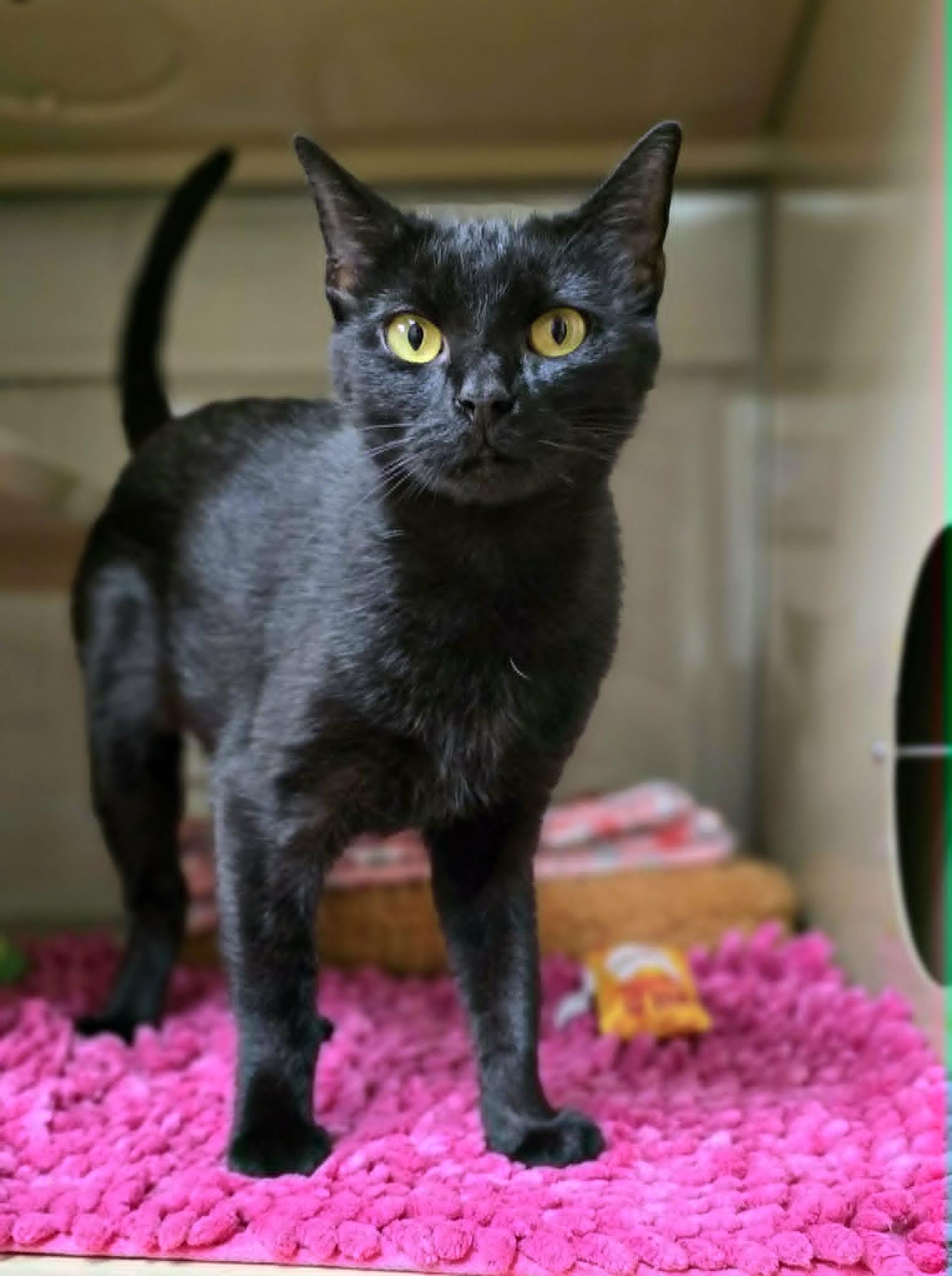 Pixie, Adopted, Adult Female Domestic Short Hair.