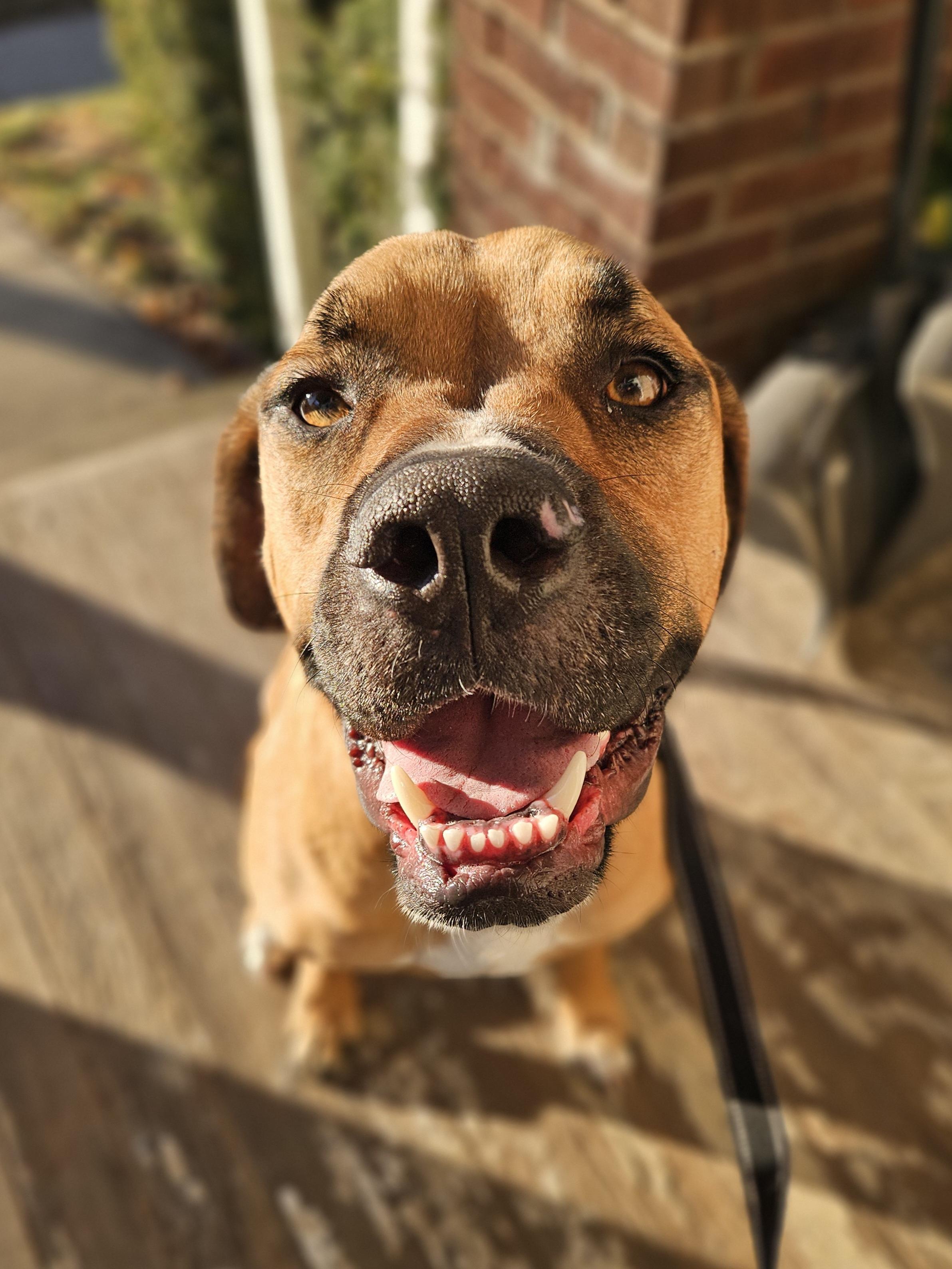 Enlarge CHASE    $425, a ADOPTABLE mixed breed in Milwaukee, WI image 6/6