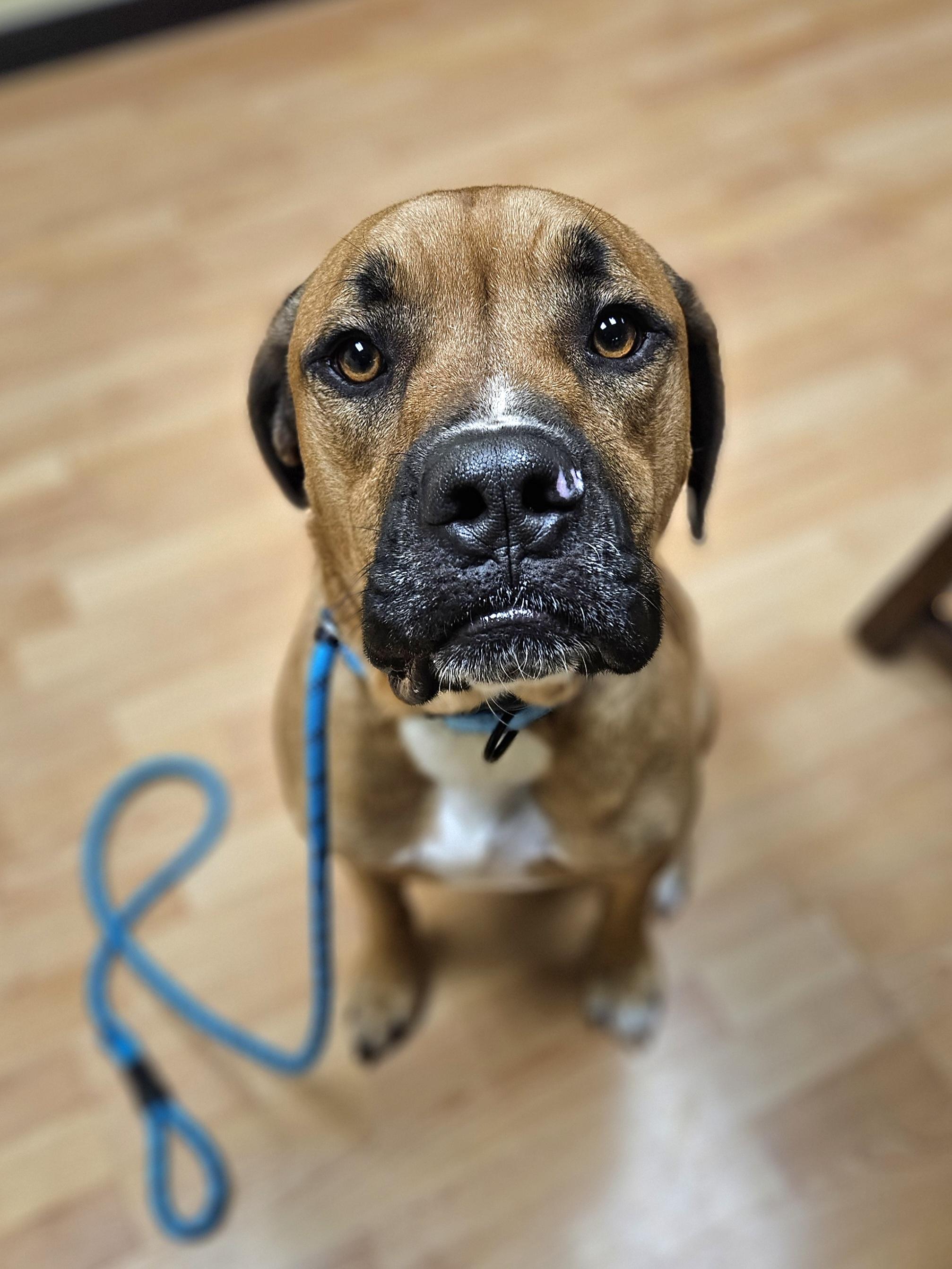 Enlarge CHASE    $425, a ADOPTABLE mixed breed in Milwaukee, WI image 4/6