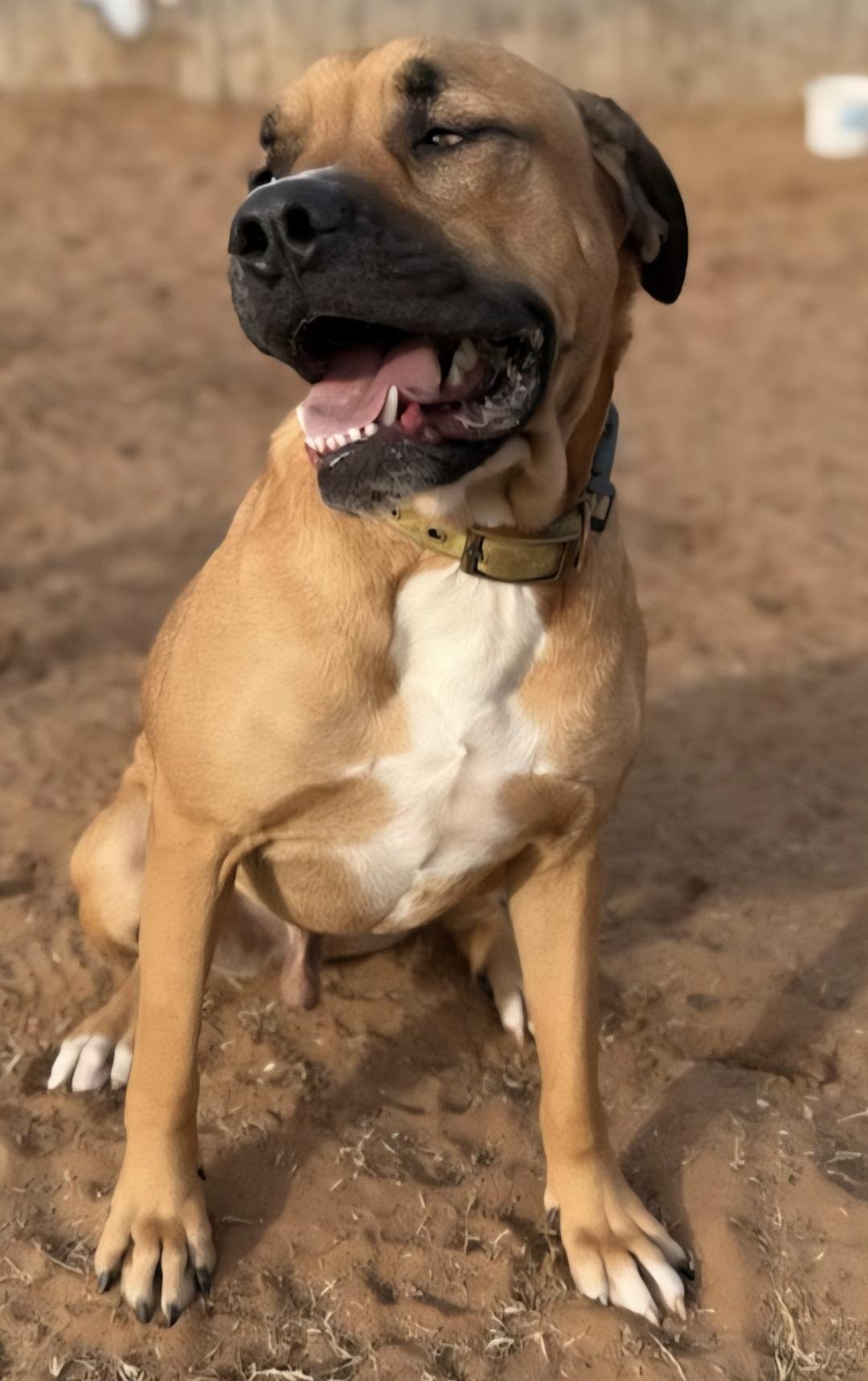 CHASE    $425, ADOPTABLE, Adult Male Boxer.